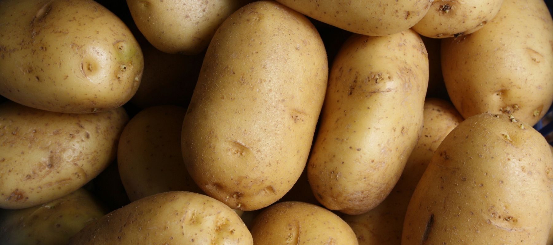 Die unscheinbare Knolle mit der großen Geschichte