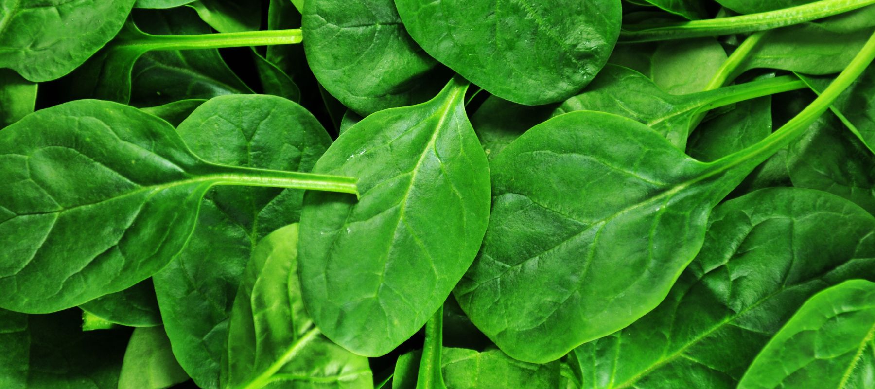 Der grüne Schatz im Kochtopf